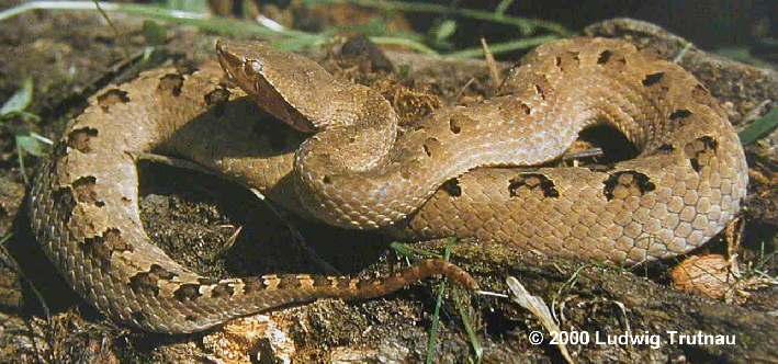 Hypnale hypnale Bild01